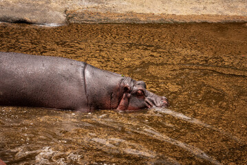 Hippopotamus resting and playing in muddy water in Bannerghatta Biological Park