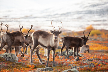 Rentiere bei Abisko in Nordschweden. Schneebedeckte Berge und eine wunderschöne herbstliche Stimmung.