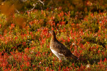 Moorschneehuhn in Nordschweden, Abisko. Herbstliche Stimmung. Herbstliche Gefiederfärbung