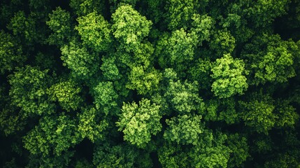 Aerial view of lush green forest canopy.