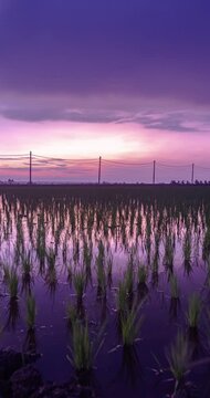 Vertical 4k time lapse, morning at spring time on rice paddy field. The rice plants still very small. Rain clouds on the sky. Heaven reflecting in the water. Agriculture fields and water supply canal