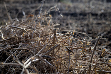 A pile of soybean stalks in a field after harvesting