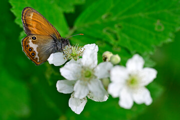 Weißbindiges Wiesenvögelchen, Perlgrasfalter // Pearly heath (Coenonympha arcania) - Montenegro
