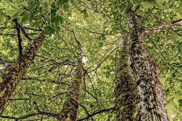 The foliage of an old plane tree seen from below.