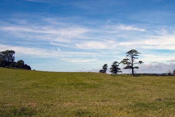Three trees against a blue sky with light clouds