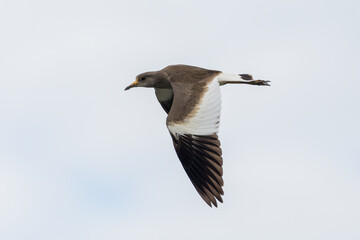 Gray-headed Lapwing in flight shows wings, legs and bill—grey-headed Lapwing flying shot