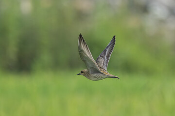 Pacific Golden Plover in flight open wings with a green depth of field background. 