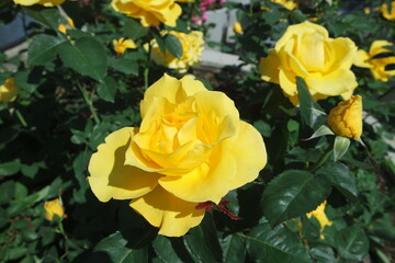 Fototapeta premium Blooming Yellow Rose Flowers With Green Leaves