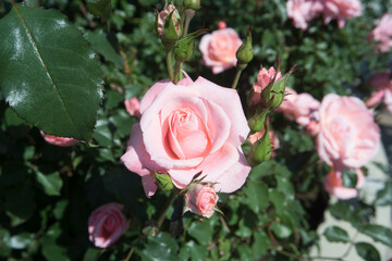 Blooming Rose Coral Pink Flowers With Green Leaves In Garden