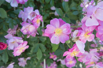 Pink Rose Blooming Flowers With Green Leaves In Garden Background