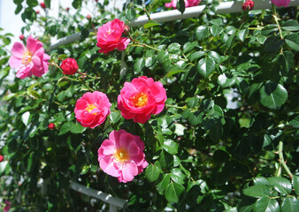 Pink Rose Cupped Blooms With Green Leaves In Garden