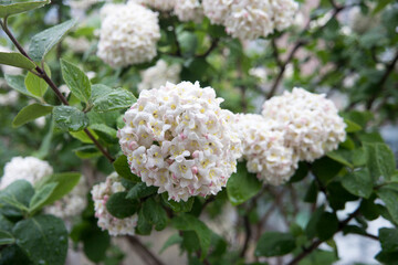 Viburnum carlesii Korean Viburnum Snowball Blossoms With Green Leaves