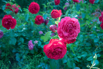Beautiful Blooming Red Rose Flower Bushes