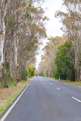 A Winding Road Through a Eucalyptus Forest