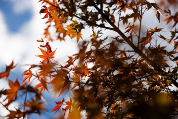 Red and orange autumn background scene of red maple leaves against blue sky. Natural Autumn seasonal composition.