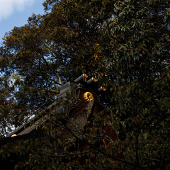 Building in Fushimi Inari Taisha shrine in Autumn season. Kyoto, Japan.