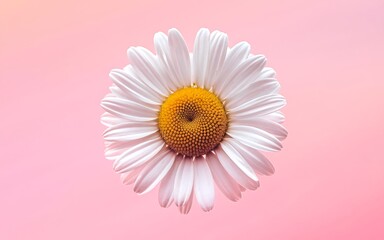 A single white daisy with a yellow center, isolated on a pink background.