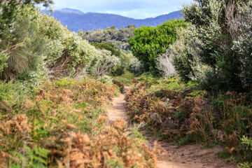Winding Path Through a Lush Coastal Landscape