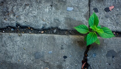Green plant emerging from crack in stone wall