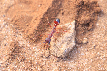 A Crimson Ant Navigating a Rocky Terrain
