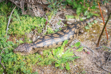 Blue Tongue Lizard Resting in Natural Habitat Among Greenery