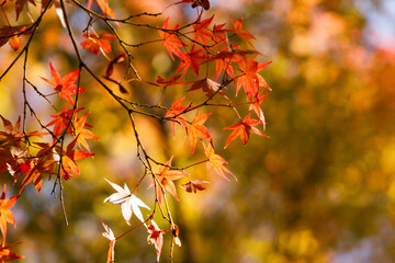 Red and orange autumn background scene of red maple leaves against blue sky. Natural Autumn seasonal composition.