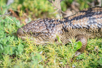 Blue Tongue Lizard Resting in Natural Habitat Among Greenery
