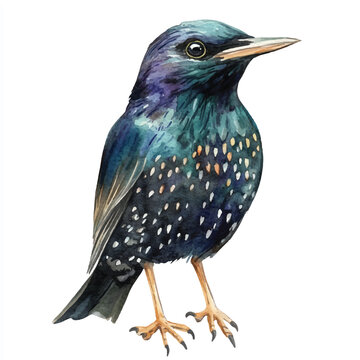 recommend clip art: Starling Bird watercolor clipart illustration isolated