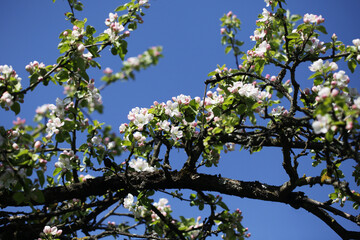 White flower flakes. Blooming tree. Blue sky flowers. Closeup macro with shallow depth of field. Spring bloom. Floral background. Green tree branch isolated. Springtime outdoor. Artistic early flowers