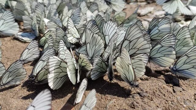Butterfly background. Green-veined white (Pieris napi) is a butterfly of the family Pieridae.