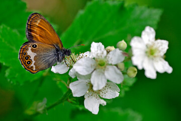 Pearly heath // Weißbindiges Wiesenvögelchen, Perlgrasfalter (Coenonympha arcania) - Montenegro