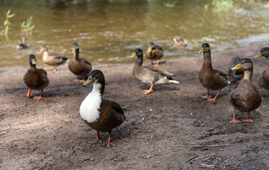 Wild ducks on the shore of a forest lake. A flock of waterfowl near the water