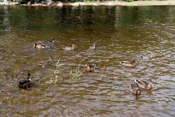 Wild ducks on the shore of a forest lake. A flock of waterfowl near the water