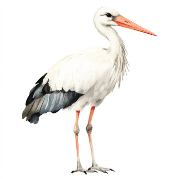 recommend clip art: Stork watercolor clipart illustration isolated
