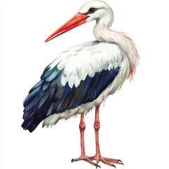 Stork watercolor clipart illustration isolated