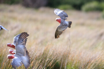  Flock of Galahs Flying Over a Golden Field