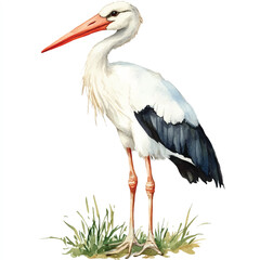 Stork watercolor clipart illustration isolated