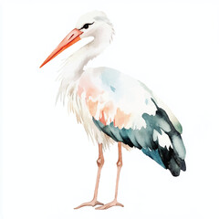 Stork watercolor clipart illustration isolated
