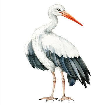recommend clip art: Stork watercolor clipart illustration isolated