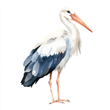 recommend clip art: Stork watercolor clipart illustration isolated