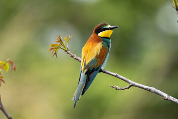 Stunning European Bee-Eater Perched Gracefully on a Branch