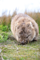 Wombat Grazing Peacefully in the Australian Grassland Habitat