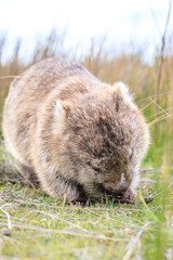A Peaceful Wombat Resting in the Grass