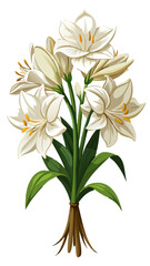 Illustration of Elegant Amaryllis, Elegant Amaryllis Flower Vector Illustration - Cluster of Blooms with Vibrant Stamens, Perfect for Weddings and Spring Decor