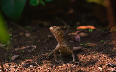 chameleons or wild calotes. Invasive animals that live and thrive in Indonesia.
