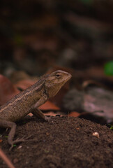 chameleons or wild calotes. Invasive animals that live and thrive in Indonesia.