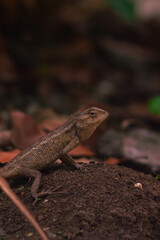 chameleons or wild calotes. Invasive animals that live and thrive in Indonesia.