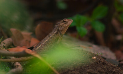 chameleons or wild calotes. Invasive animals that live and thrive in Indonesia.