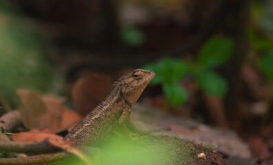 chameleons or wild calotes. Invasive animals that live and thrive in Indonesia.