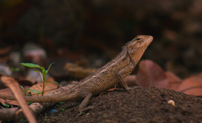 chameleons or wild calotes. Invasive animals that live and thrive in Indonesia.